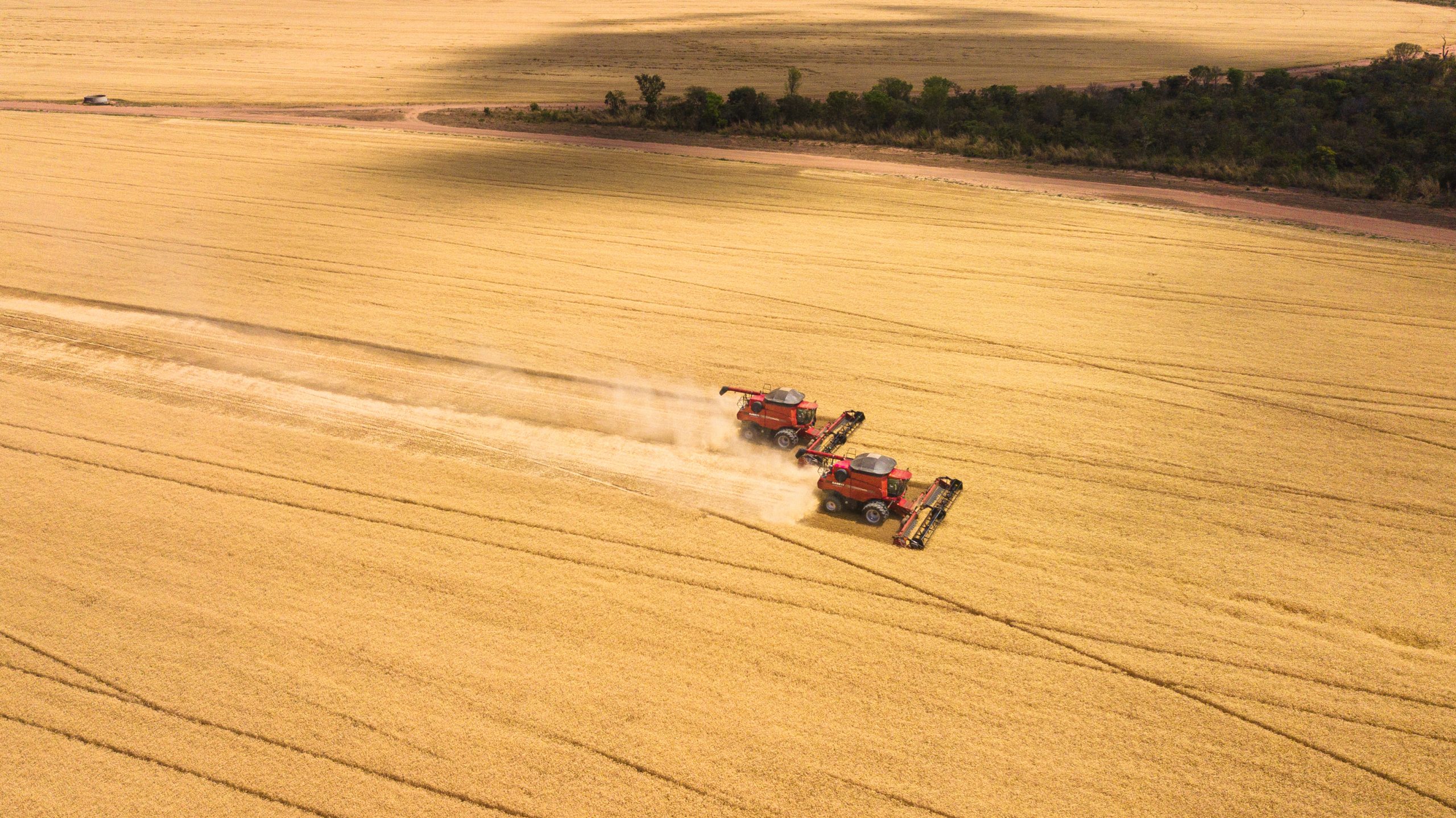 Trigo é a nova aposta do Oeste da Bahia; produção pode quadruplicar