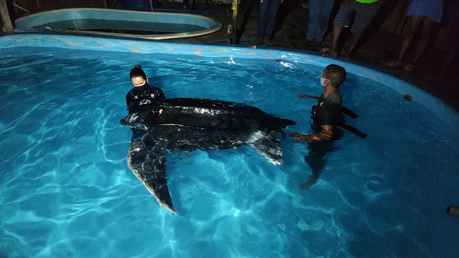 Tartaruga ameaçada de extinção é resgatada após encalhar pela 3ª vez na Bahia