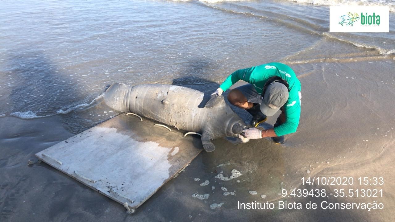 Peixe-boi é encontrado morto na Barra de Santo Antônio em Alagoas