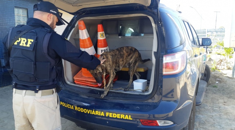 Casal é preso por arrastar cachorro por 300 metros em rodovia na Bahia