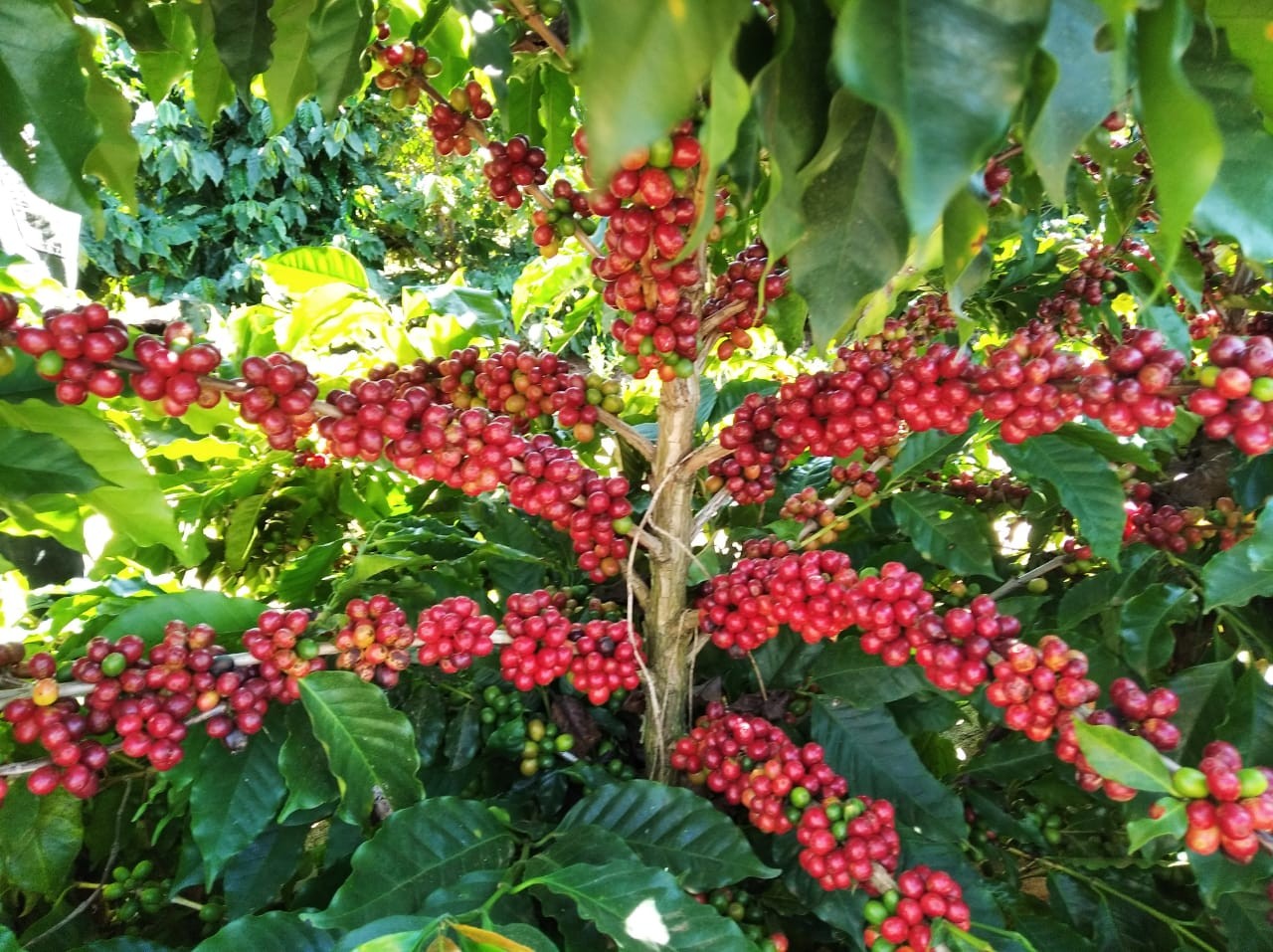 Calor forte e déficit hídrico afetam floradas dos cafezais, dizem especialistas