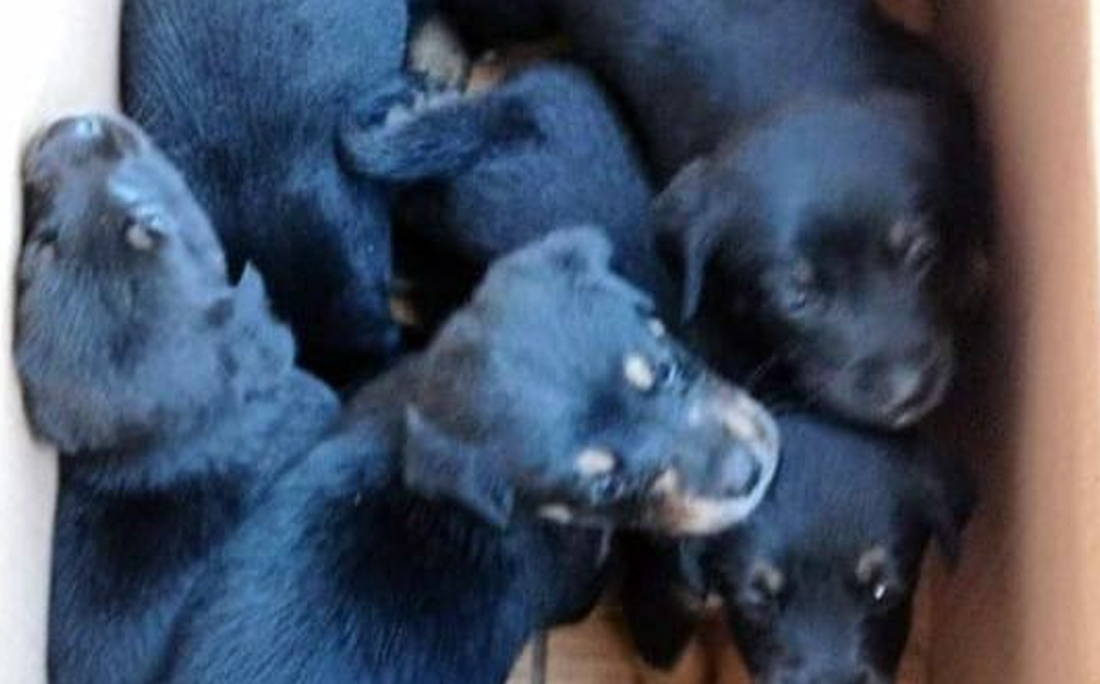 Filhotes de cachorro são encontrados abandonados no lixo em Sete de Abril