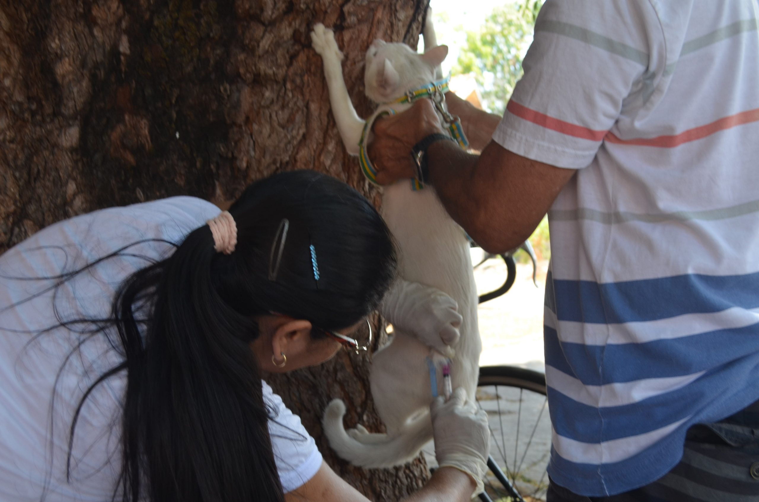 Vacinação de cães e gatos contra a raiva acontece no sábado em Maceió; veja os locais