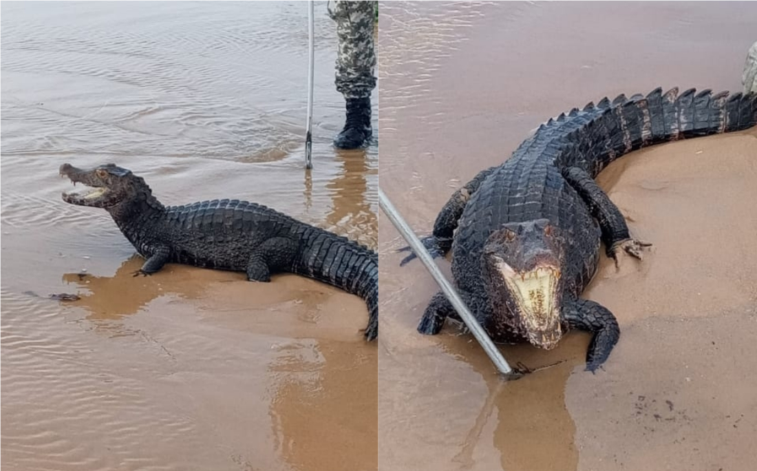 Jacaré de 30 kg é encontrado na praia de Jaguaribe; veja vídeo