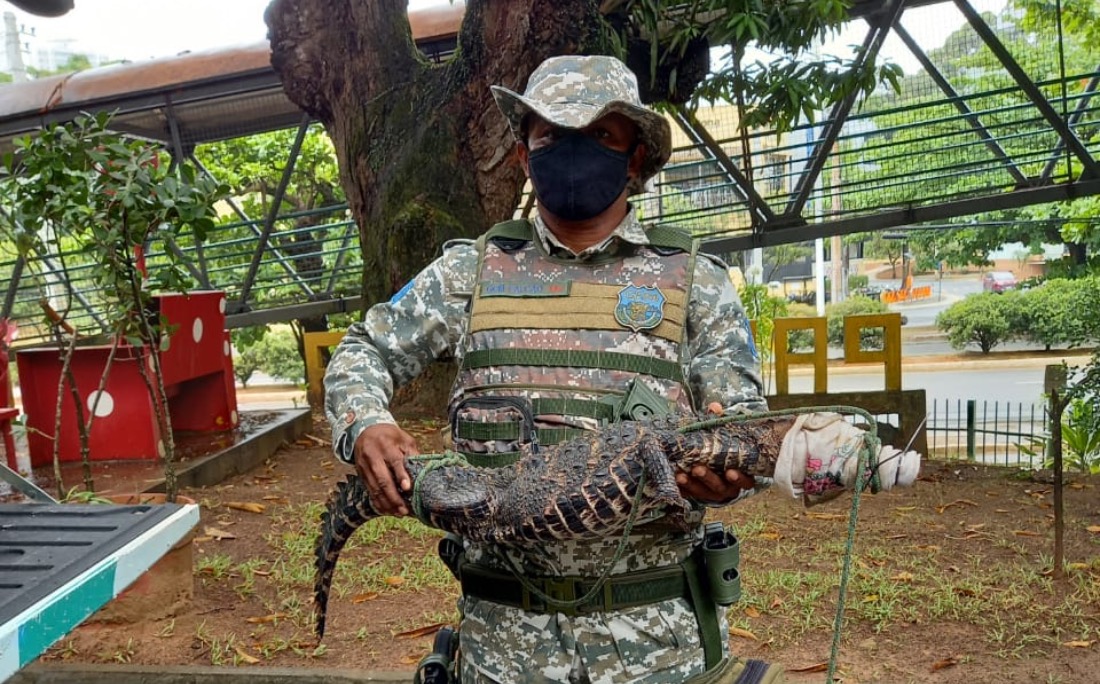 Mais um jacaré aparece na praia de Jaguaribe no intervalo de 72 horas