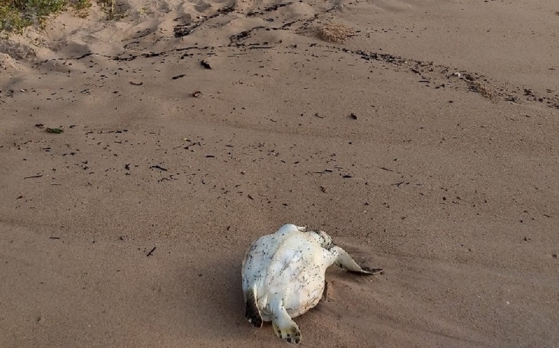 Tartaruga juvenil é encontrada morta na praia de Vilas do Atlântico