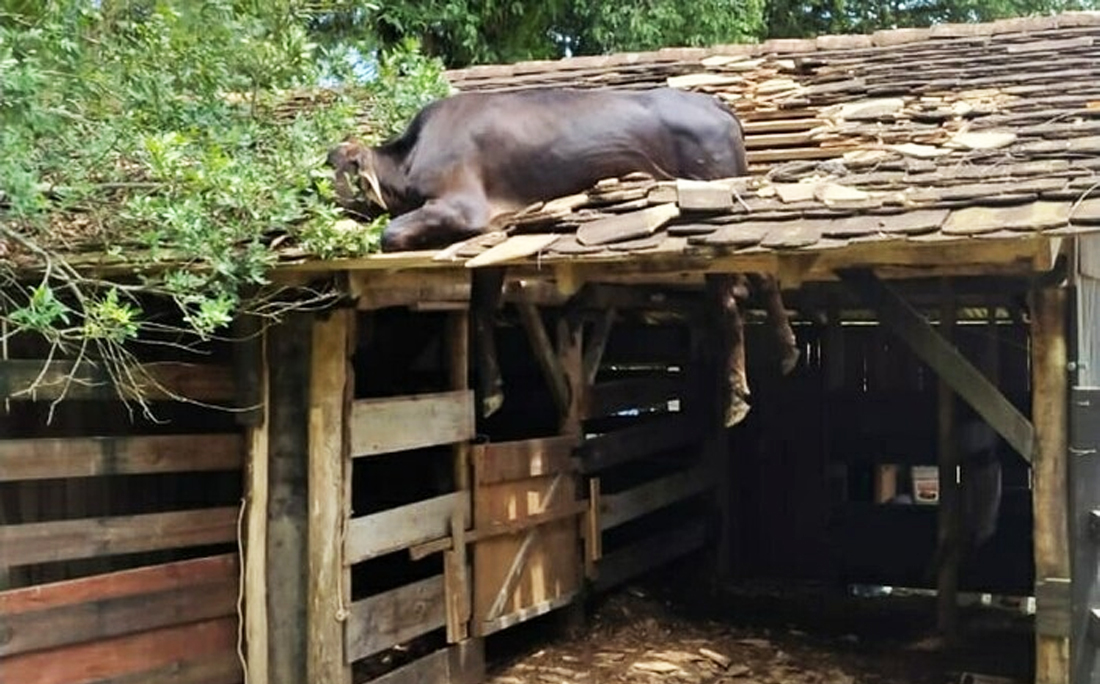 Vaca fica presa em telhado de rancho e precisa ser resgatada por bombeiros