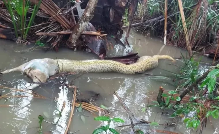 Cobra morre engasgada ao tentar comer cachorro