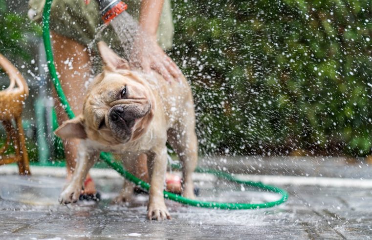 Dias de calor: como cuidar dos pets durante a estação mais quente do ano?