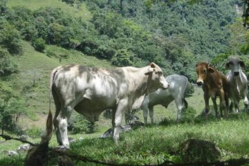 Rebanho bovino encolhe, mas produção de leite movimenta bilhões em Alagoas