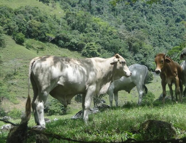 Rebanho bovino encolhe, mas produção de leite movimenta bilhões em Alagoas
