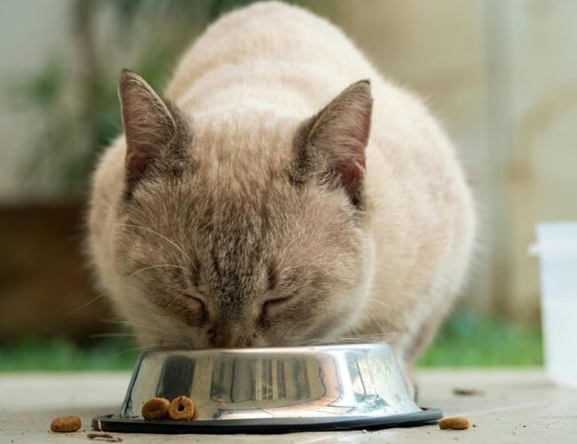 Alimentação personalizada: O caminho para a saúde dos pets