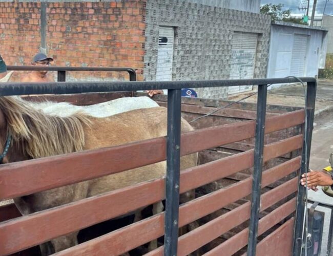 SMTT apreende oito equinos fora de controle pelas ruas de São Miguel dos Campos na véspera de Natal