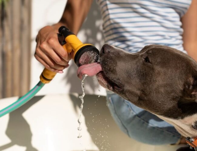 Temperaturas elevadas impactam a vida dos animais de estimação e demandam atenção extra dos donos