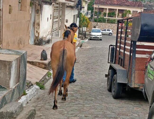 “Animais são apreendidos nas ruas de São Miguel dos Campos pela SMTT em resposta a denúncias da população”