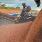 Transnordestina transporta 946 toneladas de sorgo em segundo teste operacional