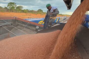 Transnordestina transporta 946 toneladas de sorgo em segundo teste operacional