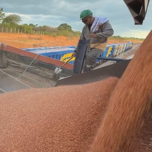 Transnordestina transporta 946 toneladas de sorgo em segundo teste operacional
