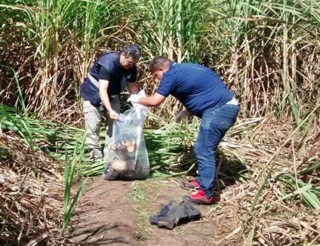 Restos mortais descobertos em plantação de cana-de-açúcar em Coruripe