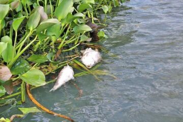 Autoridades ambientais investigam morte em massa de peixes em Jequiá da Praia