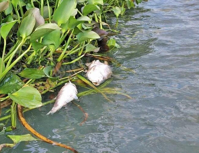 Autoridades ambientais investigam morte em massa de peixes em Jequiá da Praia
